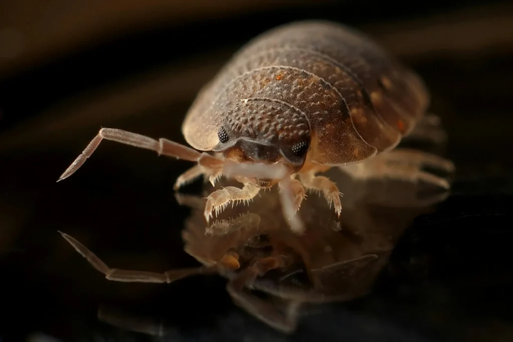 Bed-Bug-Treatment - Fort Lee Pest Control Pros | Fort Lee, NJ | 201-885-7222