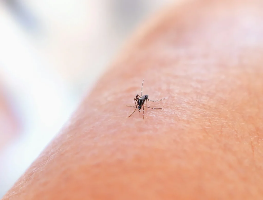 Mosquito Control - Fort Lee Pest Control Pros | Fort Lee, NJ | 201-885-7222